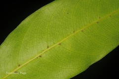 Reinwardtiodendron anamalaiense